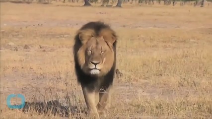 Jeff Corwin on Cecil the Lion: 'We Need to Learn From This'