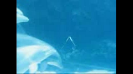 Делфинче Си Играе С Водни Балончета