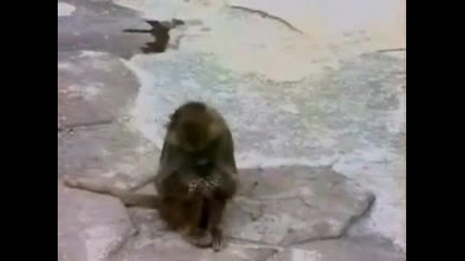 Маймуна си Видя Отражението