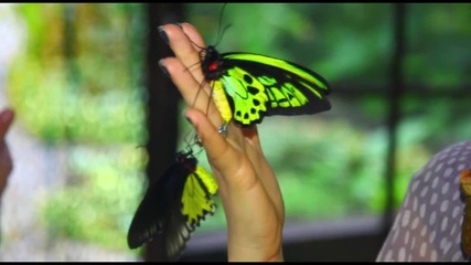 Пеперуденият Рай ("Без багаж" еп.39)