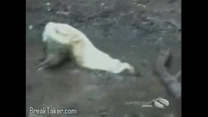 Are Cats Better Than Dogs