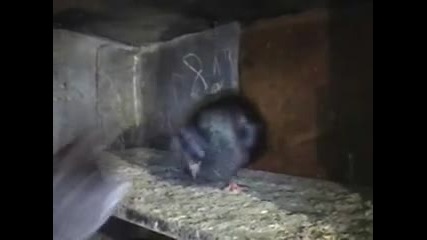 Паламарски гълъби - диаманти 3