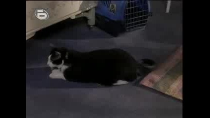 The Princess Diaries Part 7 Bg Audio