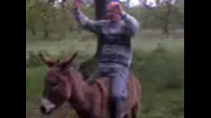 kuchek s magareto