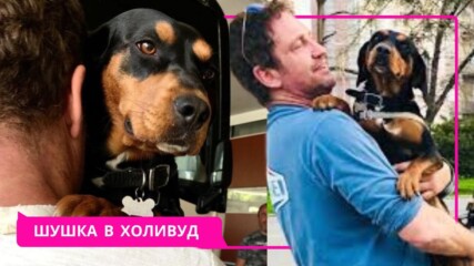 Историята на Шушка – кучето, което открадна сърцето на Джерард Бътлър😯🥰