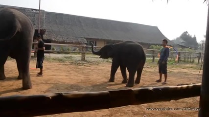 Умни слонове танцуват и правят трикове