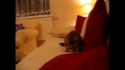 Не е за хора със слаби сърца:):)