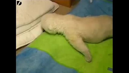 Бебе полярно мече 