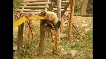 Панда