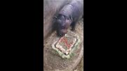 Майло на 2: Празник с вкусна торта за най-сладкото хипопотамче в София