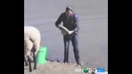 (смях) Овца атакува рибар