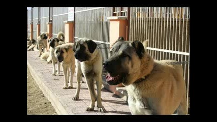 kangal the bigest dog
