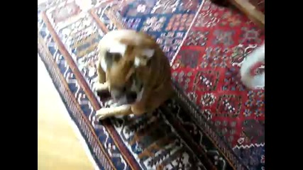 булдог танцува смях