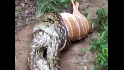 Python eating Nyala 