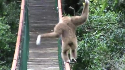 Маймуна ходи на въже