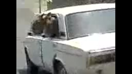 Две крави в лада
