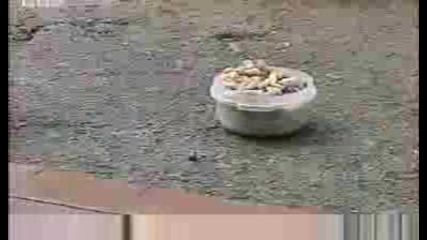 Как катерици намират храна