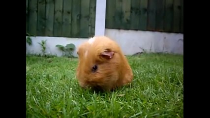Guinea Pig washing 