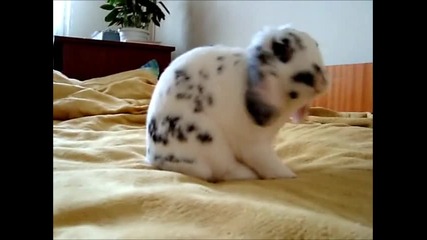 Любопитно зайче