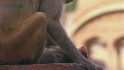 Маймуна оплаква загубата на малкото си