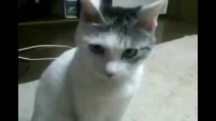 Котката остана без думи