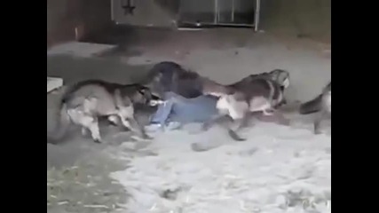 Вижте как хранят вълците в този зоопарк!