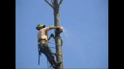 Човек реже дърво !!!