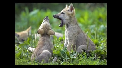 The Wolf `s / Chillout Music 