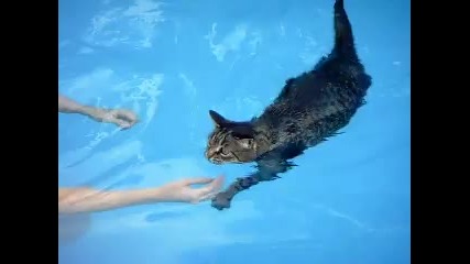 Тази котка може да плува