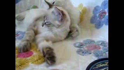 Котешка любов - сладури 