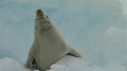 Изумителни моменти снимани в Антарктида 