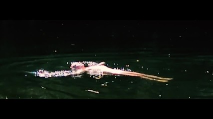 Boots - Dust