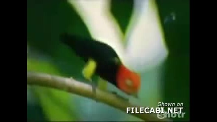 Bird Moonwalk