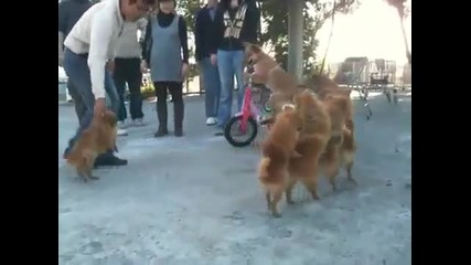 Циркови кучета 