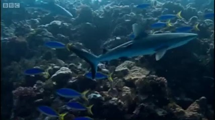 Look into the elements that lead to a sharks intelligence - Swimming with Roboshark - Bbc Earth 