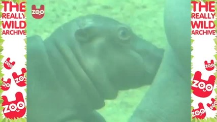 Малък хипопотам се учи да плува