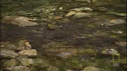 National Geographic Hd: Alaskan Killer Shark 