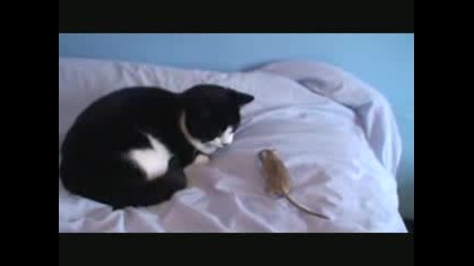 Мишка И Котка Си Играят