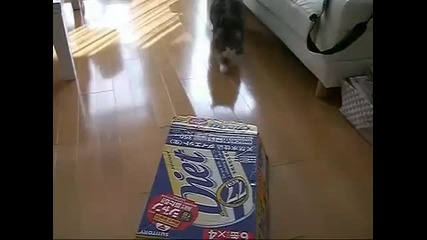 Котка срещу кутия 