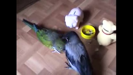 Parrot and crow 