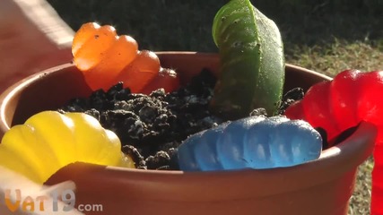 The Worlds Largest Gummy Worm