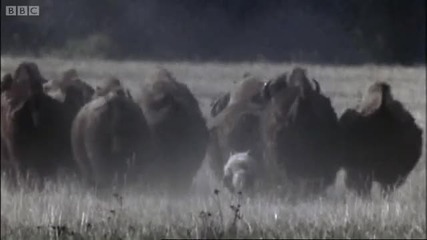 Wolves and how they have developed into pack killing animals - Bbc Earth 