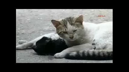 Гледай!! И котките обичат!!