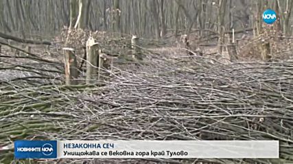 НЕЗАКОННА СЕЧ: Унищожава се вековна гора край Тулово