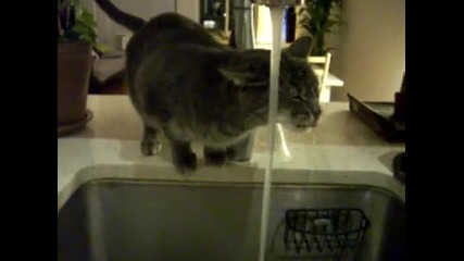 Cat Shower 2 (woody Style. very funny and cute)
