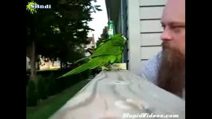 лаещ папагал 