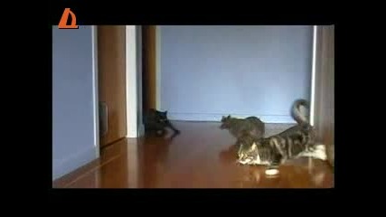 Котки правят як дрифт