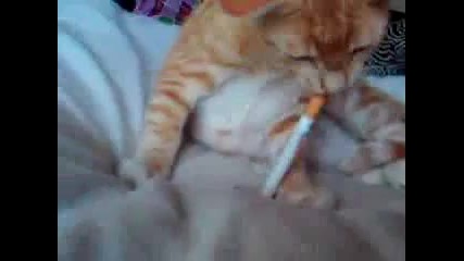 Много и се пуши на тази котка