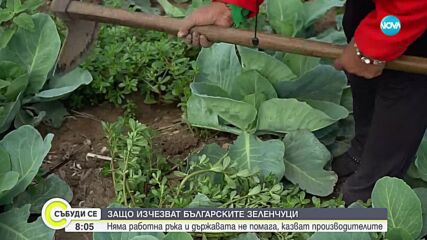 Проблемите в производството на зеленчуци: Ще изчезне ли българското зеле