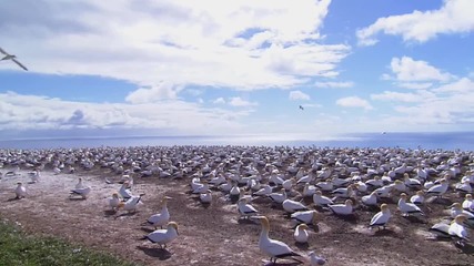 Wildlife